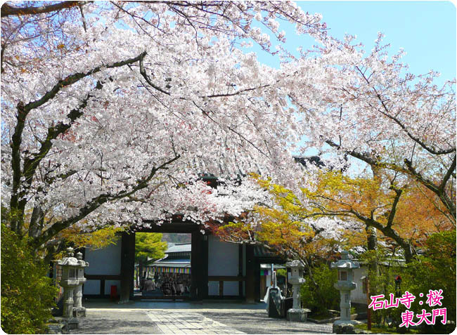 石山寺 桜3