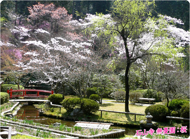 石山寺 桜4