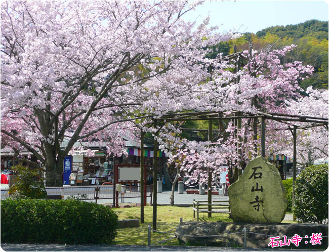 石山寺 桜5