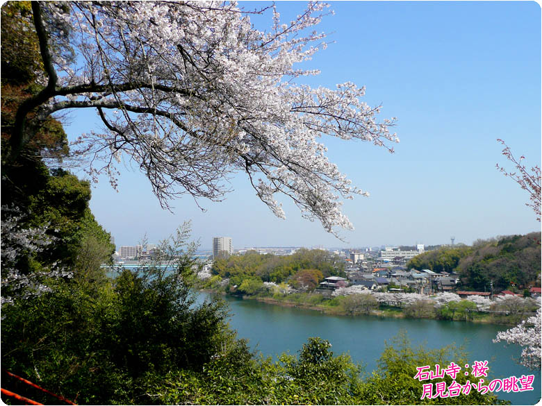 石山寺 桜78-2