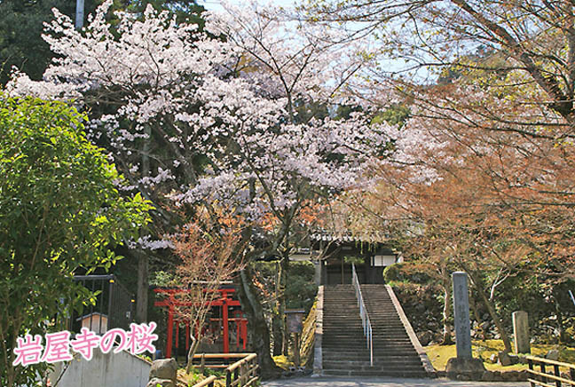 岩屋寺の桜3