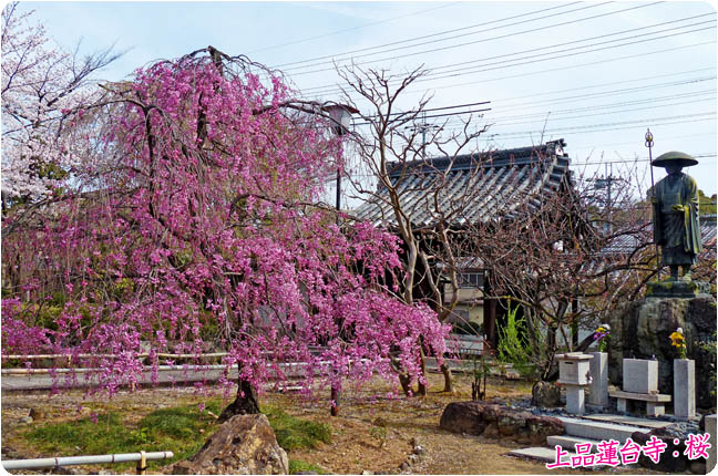 上品蓮台寺桜3