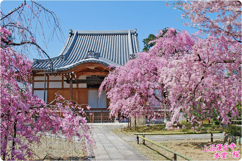 上品蓮台寺桜78-1