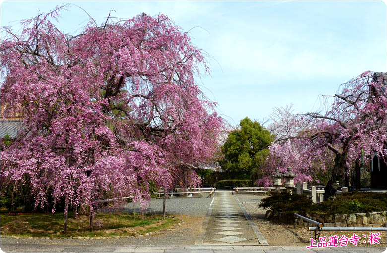 上品蓮台寺桜78-2