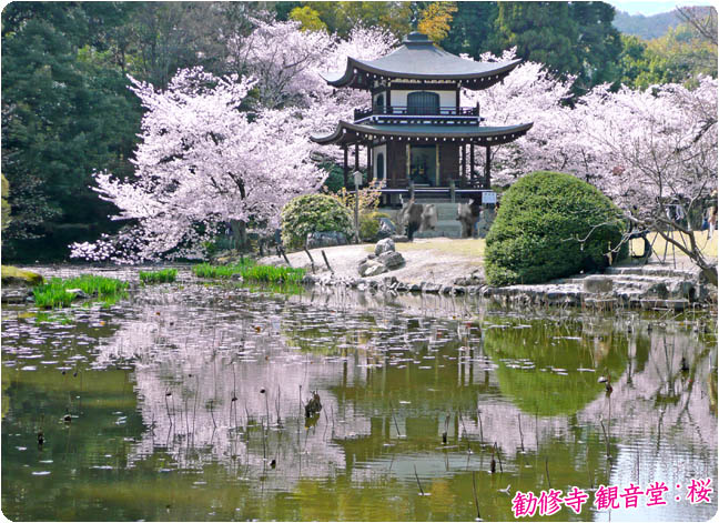 勧修寺の桜 京都山科