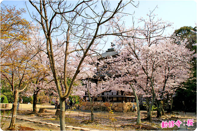 勧修寺の桜 京都山科