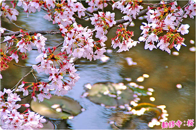 勧修寺の桜 京都山科