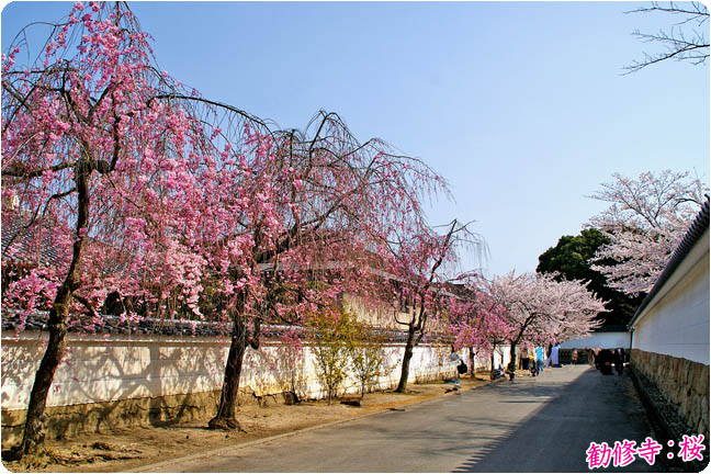 勧修寺の桜 京都山科