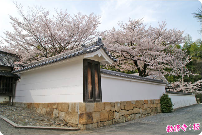 勧修寺の桜 京都山科