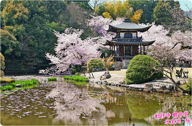 勧修寺の桜 京都山科