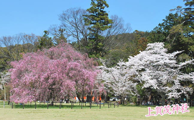 上賀茂神社桜1