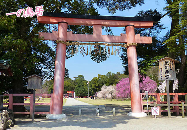 上賀茂神社桜6