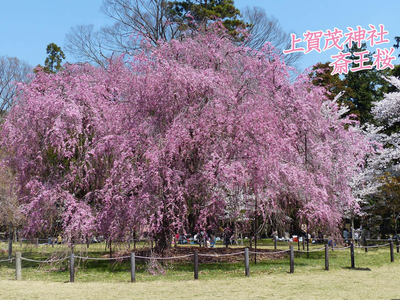 上賀茂神社桜78-1