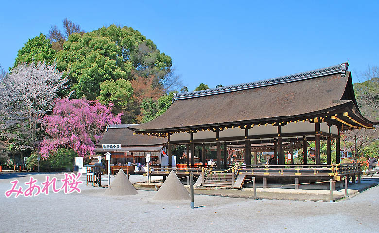 上賀茂神社桜78-2