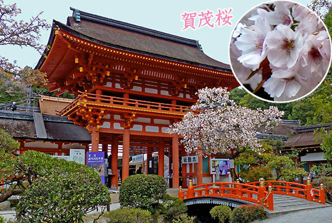 上賀茂神社桜8