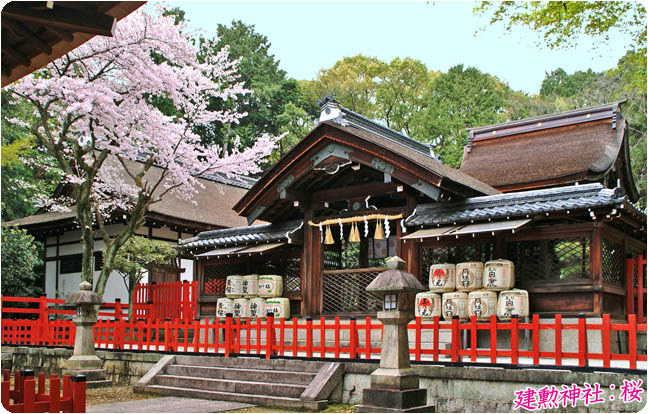 建勲神社の桜4