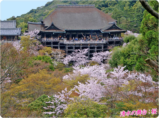 京都の桜清水寺1