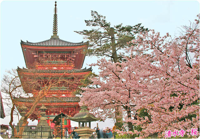 京都の桜清水寺4