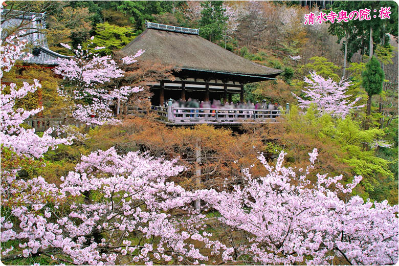 京都の桜清水寺78-2