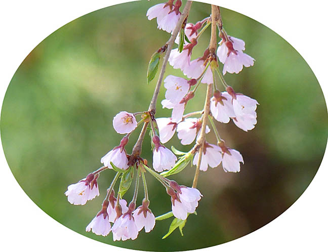 京都の桜高台寺3