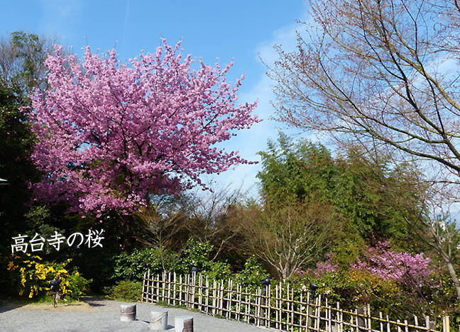 京都の桜高台寺4