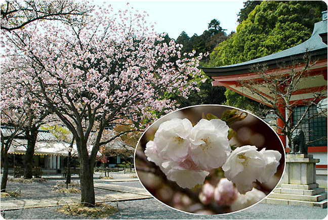 鞍馬寺桜2