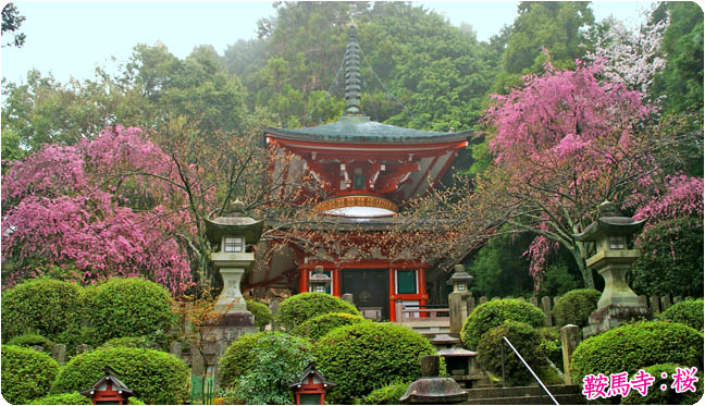 鞍馬寺桜3