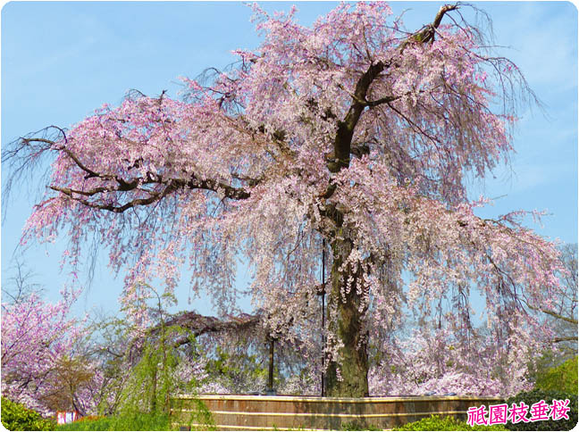 円山公園の桜1
