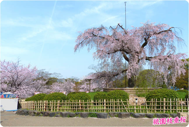 円山公園の桜2