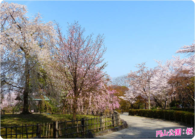 円山公園の桜3