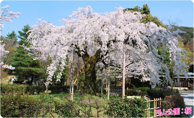 円山公園の桜4