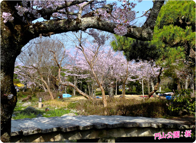 円山公園の桜6