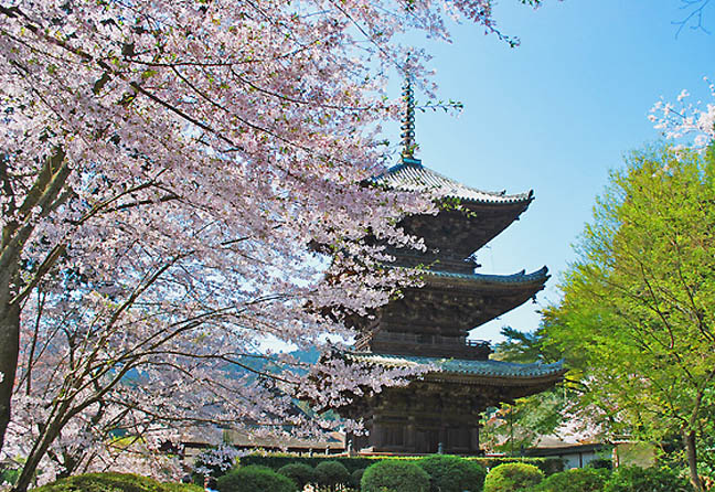 桜三井寺 桜3