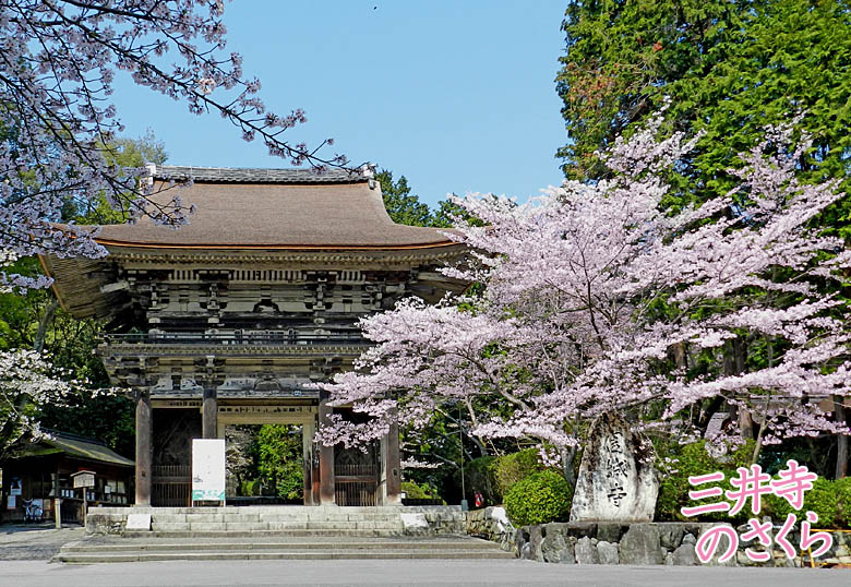 桜三井寺 桜78-1