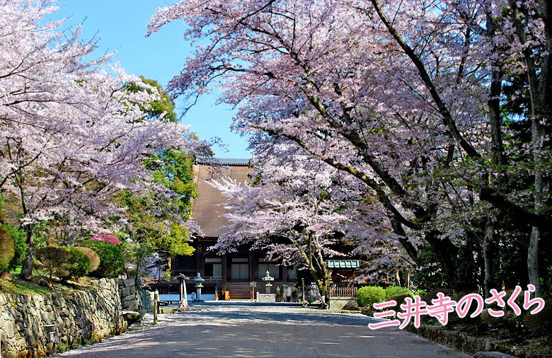 桜三井寺 桜78-2