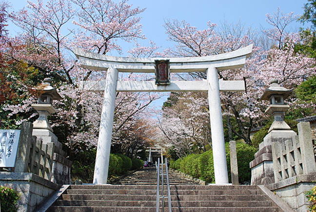 宗忠神社の桜2