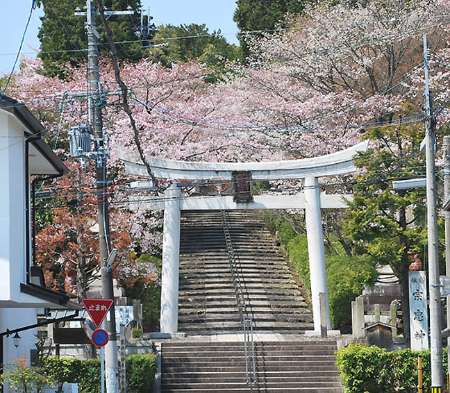 宗忠神社の桜4