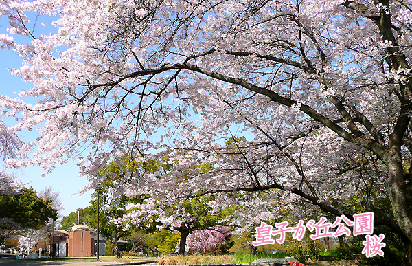 皇子が丘公園の桜1