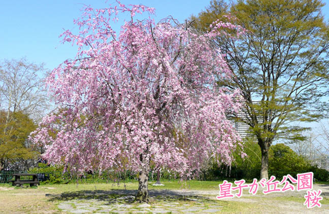 皇子が丘公園の桜2