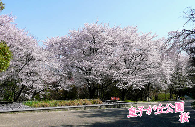 皇子が丘公園の桜6