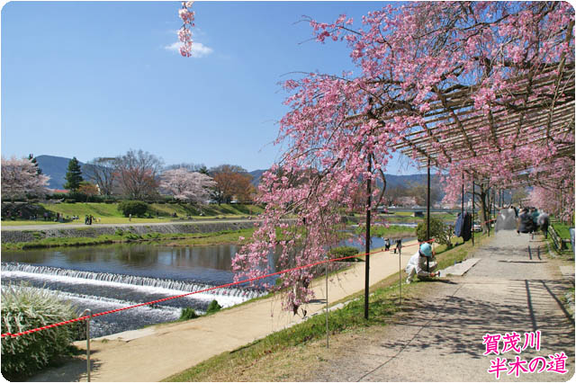 京都の桜半木の道2