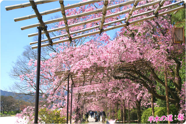 京都の桜半木の道3
