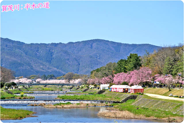 京都の桜半木の道4