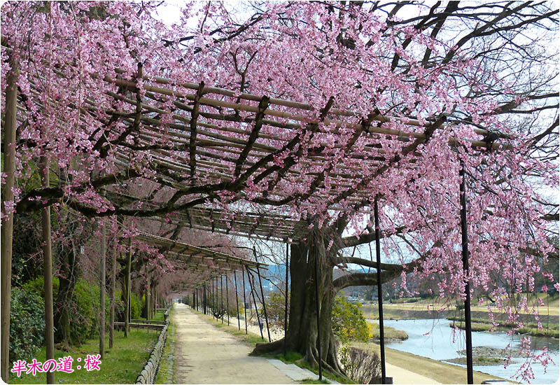 半木の道桜932