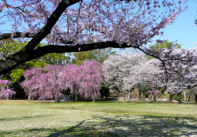 二条城の桜4