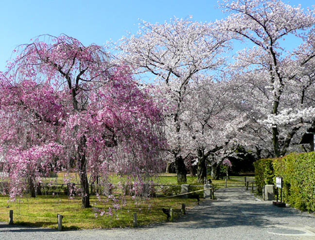 二条城の桜7