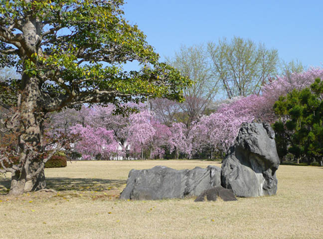 二条城の桜8