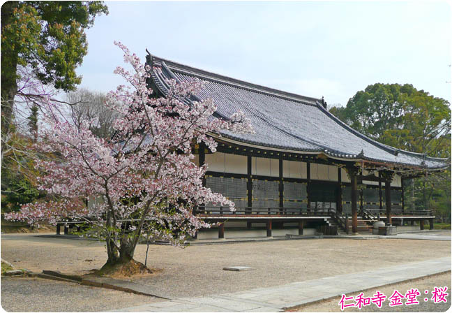 仁和寺桜5