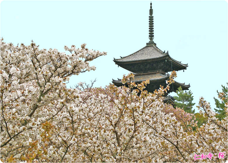 仁和寺桜78-1