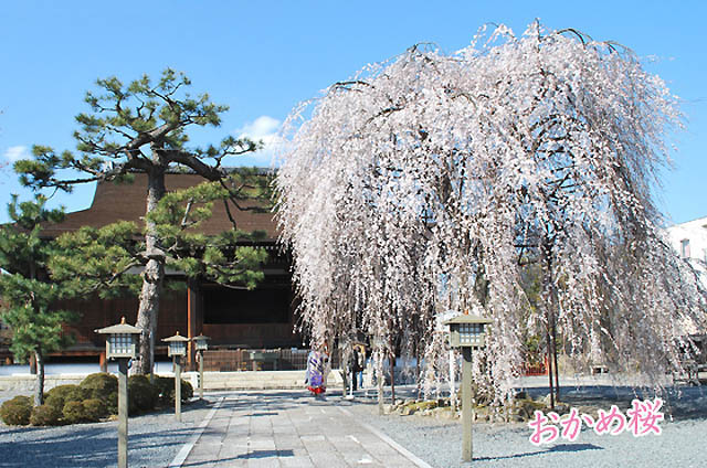 京都の桜おかめ桜1